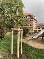 Baumpflanzung am Spielplatz Roßgarten ©Stadtverwaltung Naumburg (Saale)