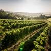 Weingut Frölich-Hake