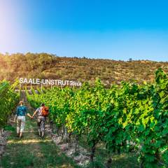 Spaziergang entlang der Weinberge bei den Saalhäusern ©Saale-Unstrut-Tourismus e.V.