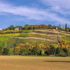 Weinberge am Saaleradweg