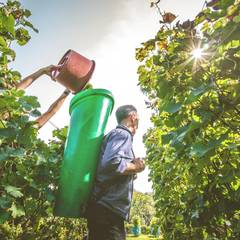 Weingut Frölich-Hake ©Frölich-Hake