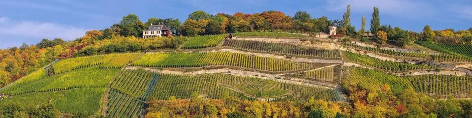 Weinberge Naumburg (Saale) ©Shutterstock.de